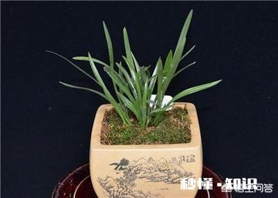 兰花在北方阳台养殖，隔离暖气，昼夜温差十几度有影响吗