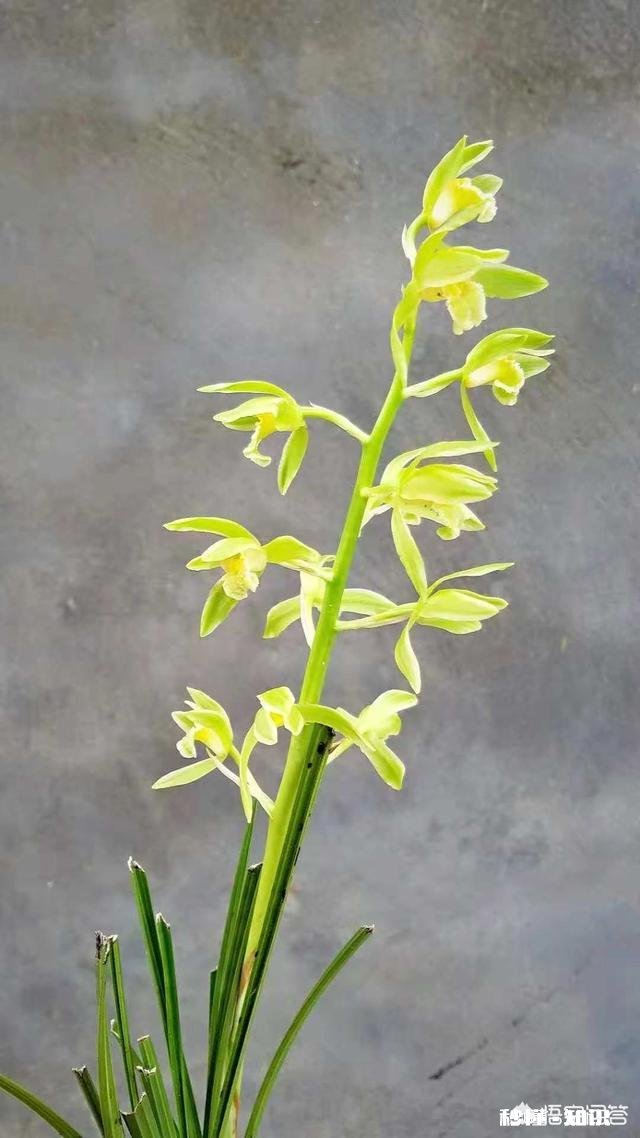 兰花在北方阳台养殖，隔离暖气，昼夜温差十几度有影响吗