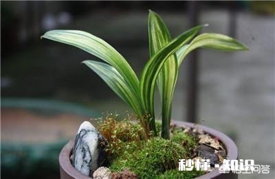 兰花在北方阳台养殖，隔离暖气，昼夜温差十几度有影响吗