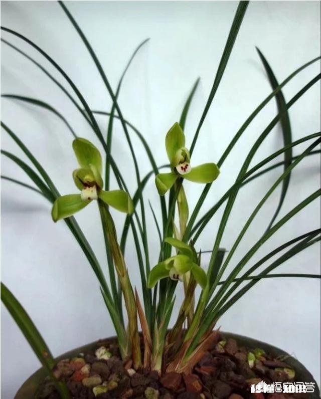 兰花在北方阳台养殖，隔离暖气，昼夜温差十几度有影响吗