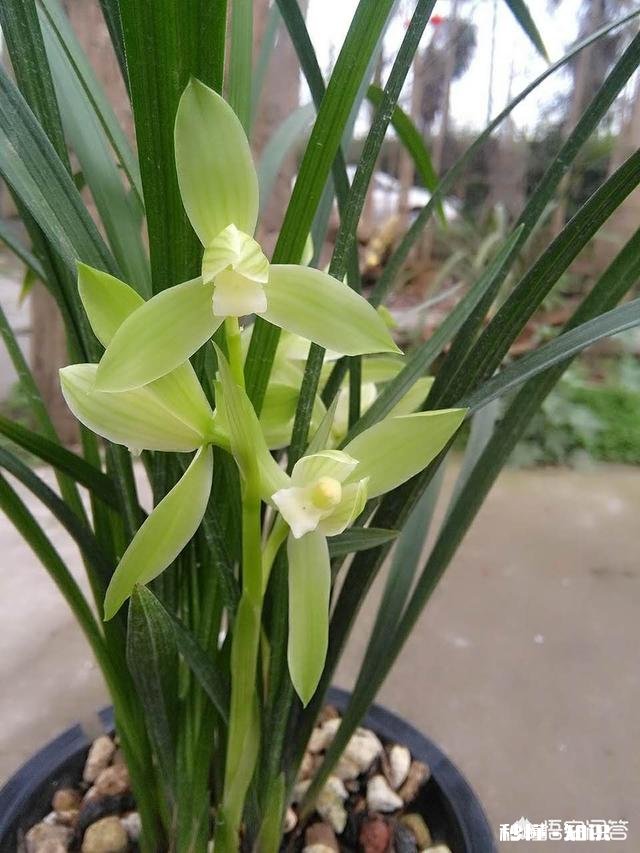 兰花在北方阳台养殖，隔离暖气，昼夜温差十几度有影响吗