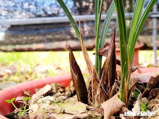 兰花在北方阳台养殖，隔离暖气，昼夜温差十几度有影响吗