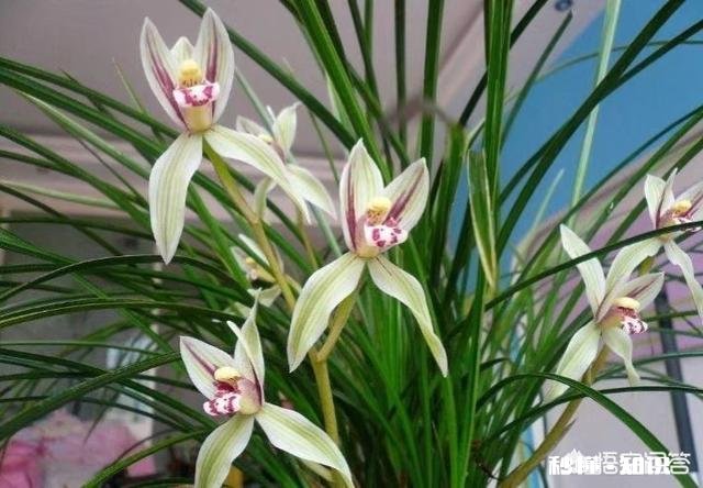 兰花在北方阳台养殖，隔离暖气，昼夜温差十几度有影响吗