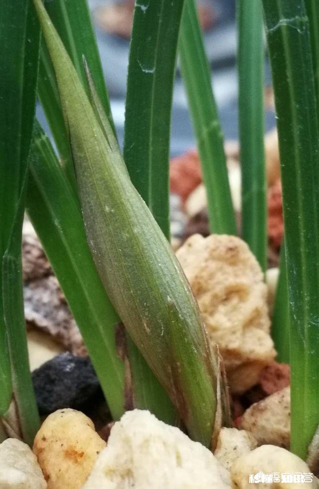 兰花在北方阳台养殖，隔离暖气，昼夜温差十几度有影响吗