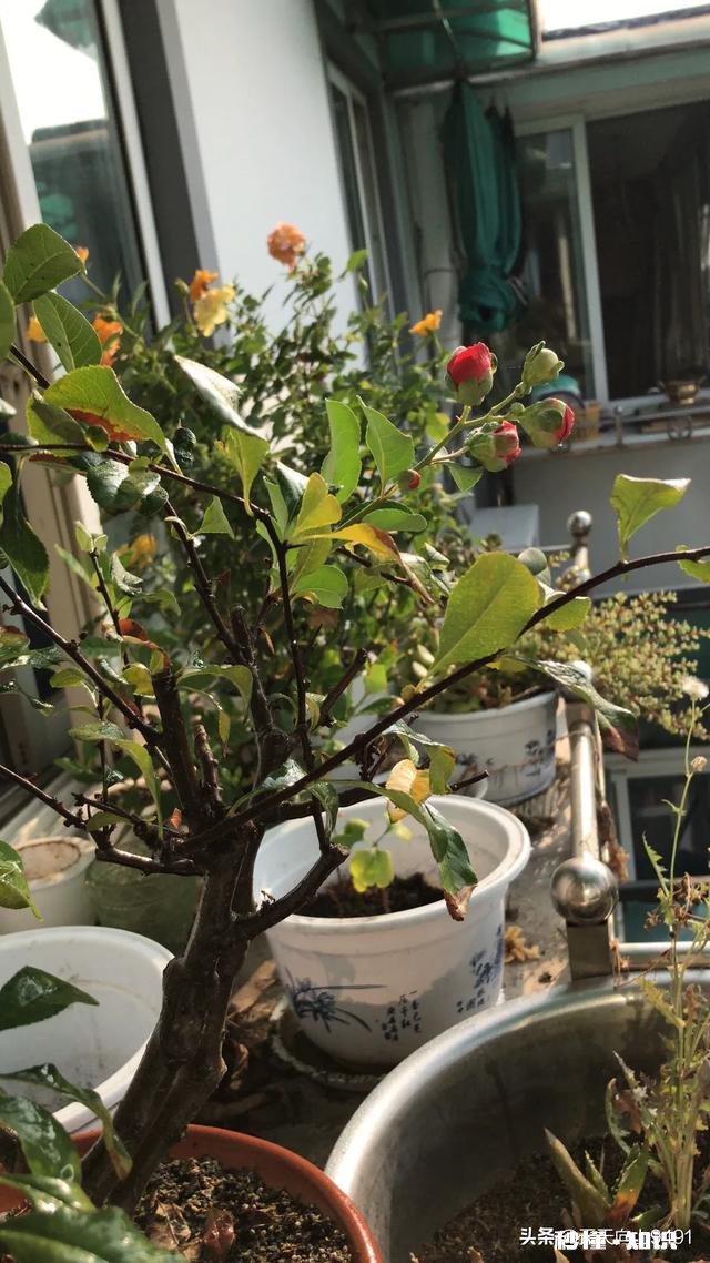 南方城市的花卉生意好做吗