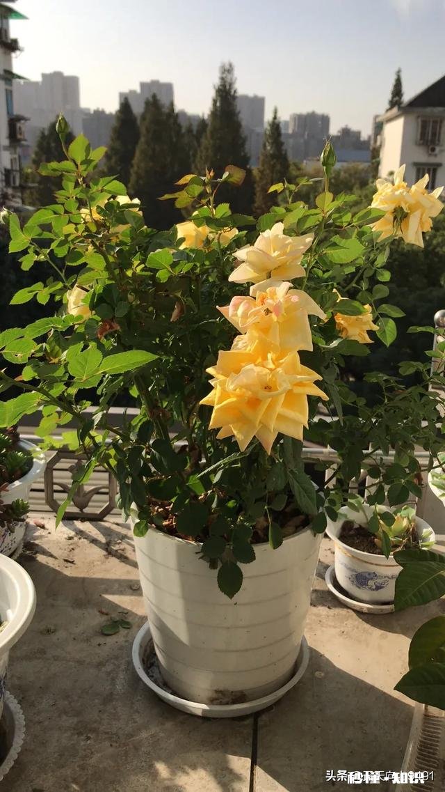 南方城市的花卉生意好做吗