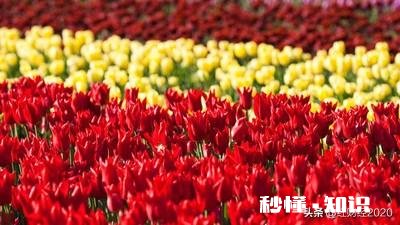 南方城市的花卉生意好做吗