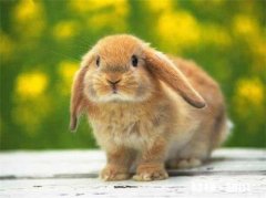 兔子拉黄稀怎么回事，小兔子拉黄稀