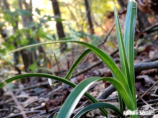兰花龙根苗怎么养护又不焦尖