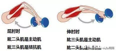 女生健身房练手臂的动作有哪些