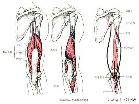 女生健身房练手臂的动作有哪些