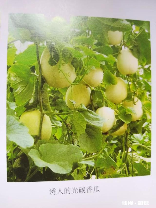 不用化肥、不用农药能不能种好果树