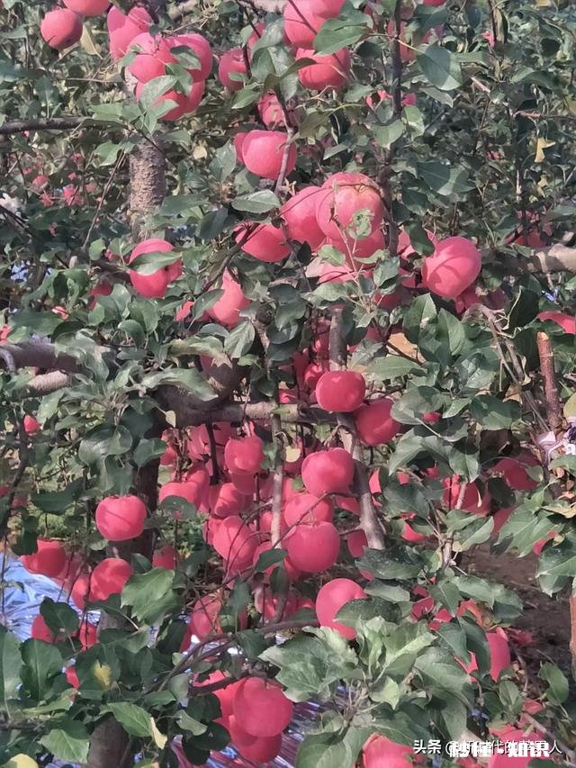 不用化肥、不用农药能不能种好果树