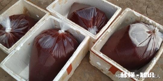 不用化肥、不用农药能不能种好果树