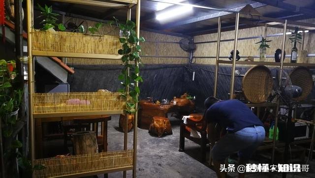 不用化肥、不用农药能不能种好果树