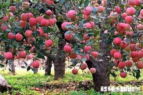 不用化肥、不用农药能不能种好果树