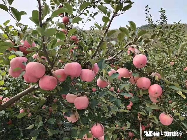 不用化肥、不用农药能不能种好果树