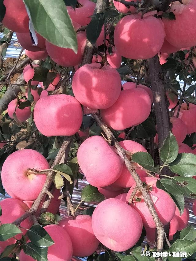 不用化肥、不用农药能不能种好果树