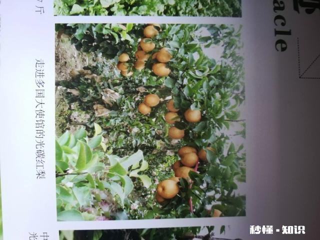 不用化肥、不用农药能不能种好果树