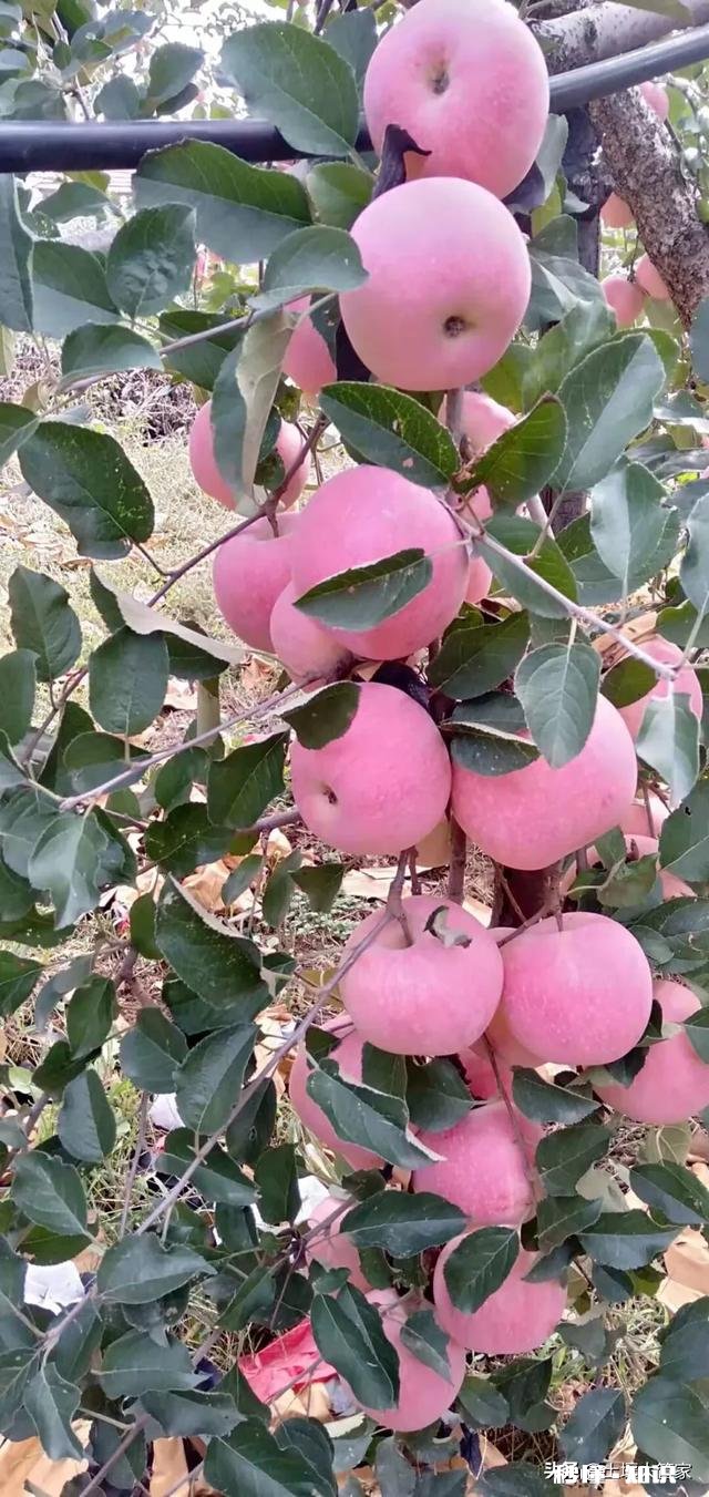 不用化肥、不用农药能不能种好果树