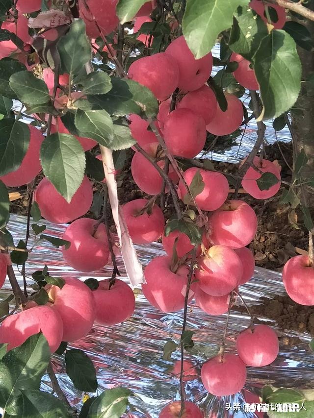 不用化肥、不用农药能不能种好果树