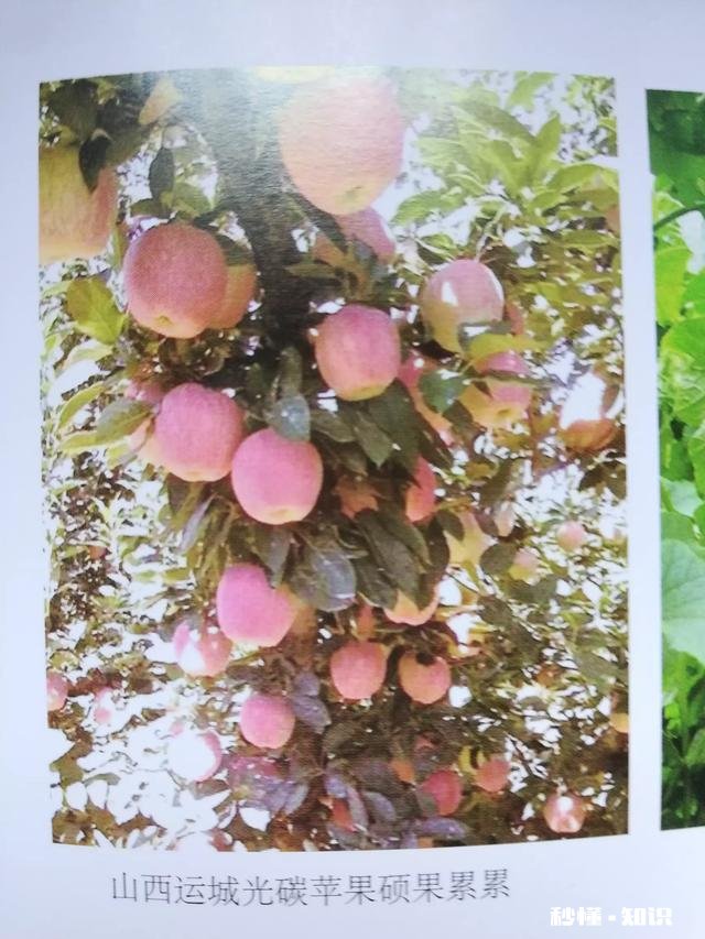 不用化肥、不用农药能不能种好果树