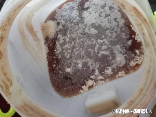 不用化肥、不用农药能不能种好果树