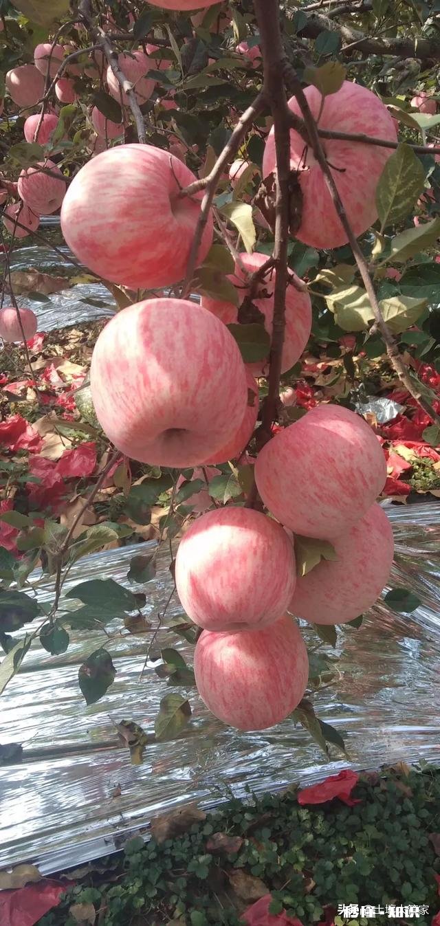 不用化肥、不用农药能不能种好果树