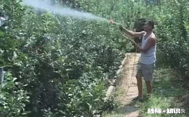 不用化肥、不用农药能不能种好果树