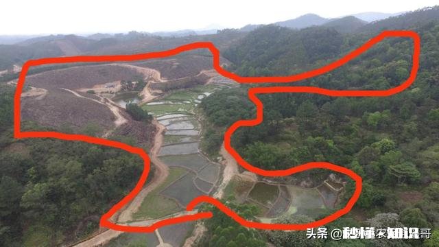 不用化肥、不用农药能不能种好果树