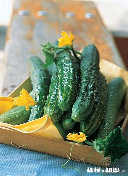 大棚黄瓜怎样处理才能让黄瓜长得又顺又直