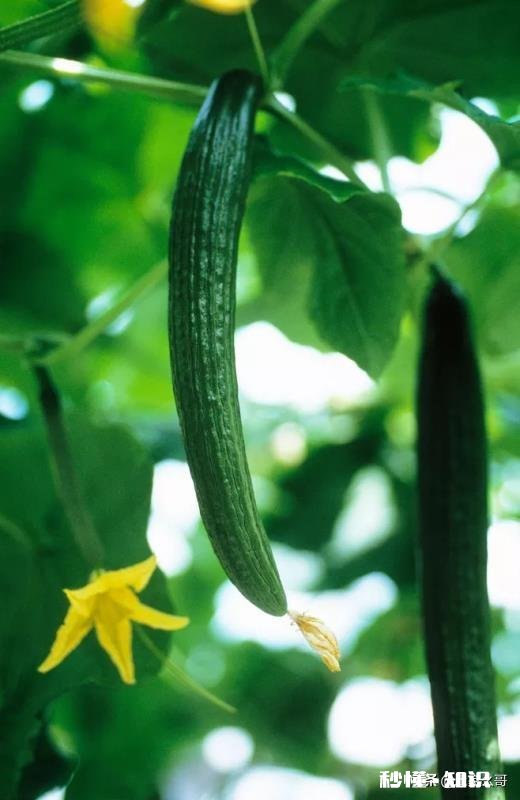 大棚黄瓜怎样处理才能让黄瓜长得又顺又直