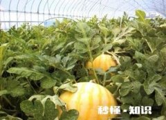 黄皮红心西瓜种哪里有有何种植技巧呢