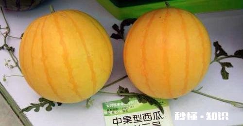 黄皮红心西瓜种哪里有有何种植技巧呢
