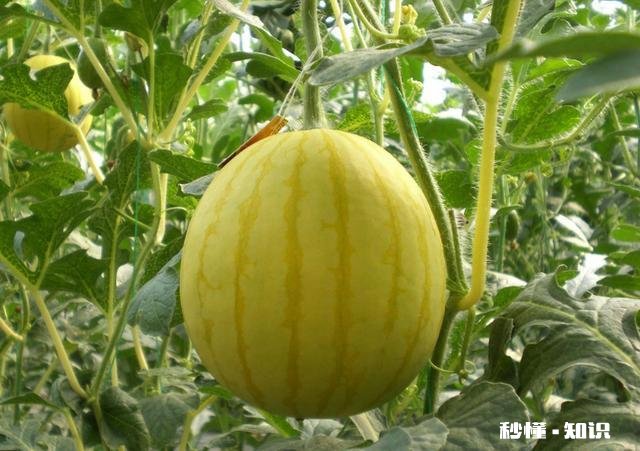 黄皮红心西瓜种哪里有有何种植技巧呢