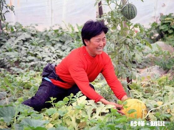 黄皮红心西瓜种哪里有有何种植技巧呢