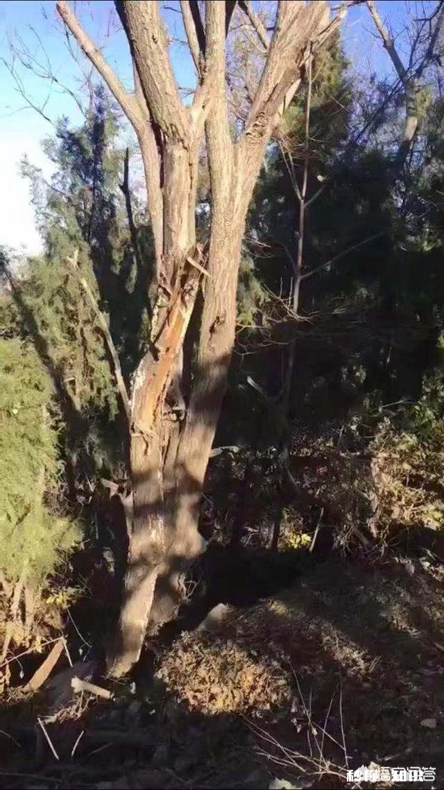 野生小核桃有什么串有什么价值有升值意义吗