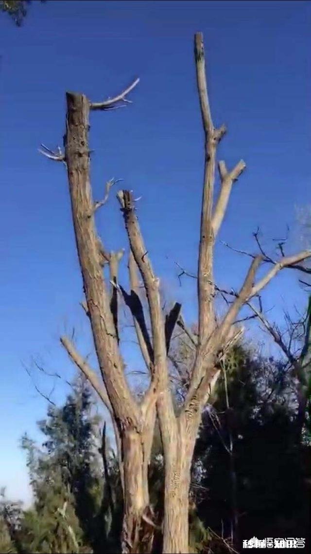 野生小核桃有什么串有什么价值有升值意义吗