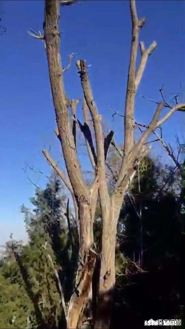 野生小核桃有什么串有什么价值有升值意义吗