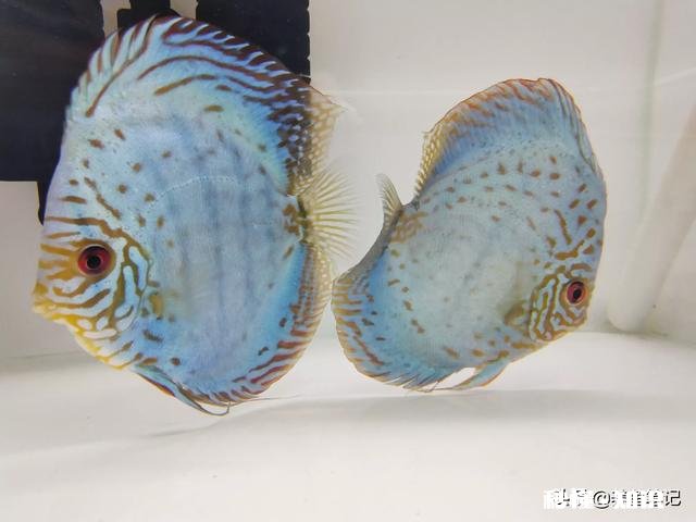 七彩神仙鱼产卵后，什么时间不能喂食