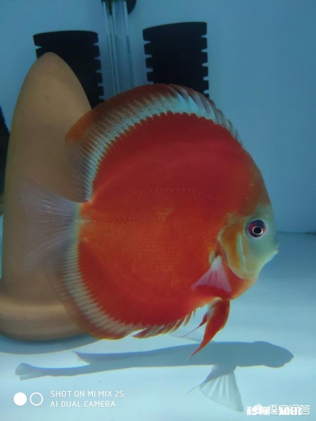 七彩神仙鱼产卵后，什么时间不能喂食