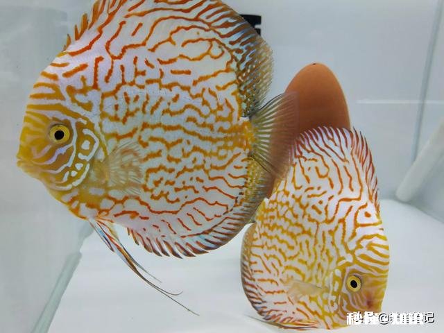 七彩神仙鱼产卵后，什么时间不能喂食