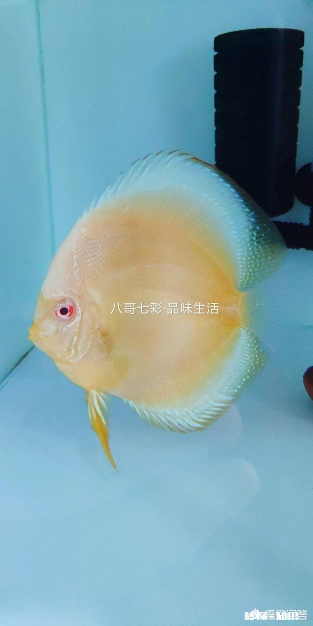 七彩神仙鱼产卵后，什么时间不能喂食