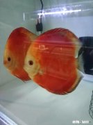 七彩神仙鱼产卵后，什么时间不能喂食