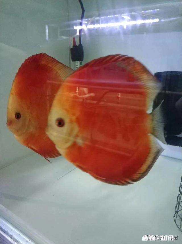 七彩神仙鱼产卵后，什么时间不能喂食