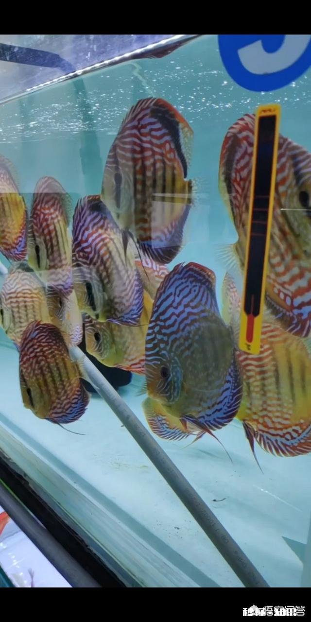 七彩神仙鱼产卵后，什么时间不能喂食