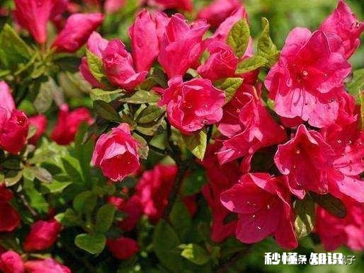 生活中是不是每个人都需要一个能引领自己成长的人