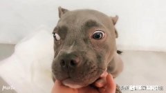 不喜欢小动物有错吗