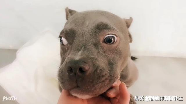 不喜欢小动物有错吗