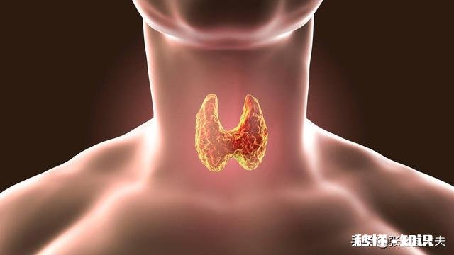 甲状腺功能如何评估